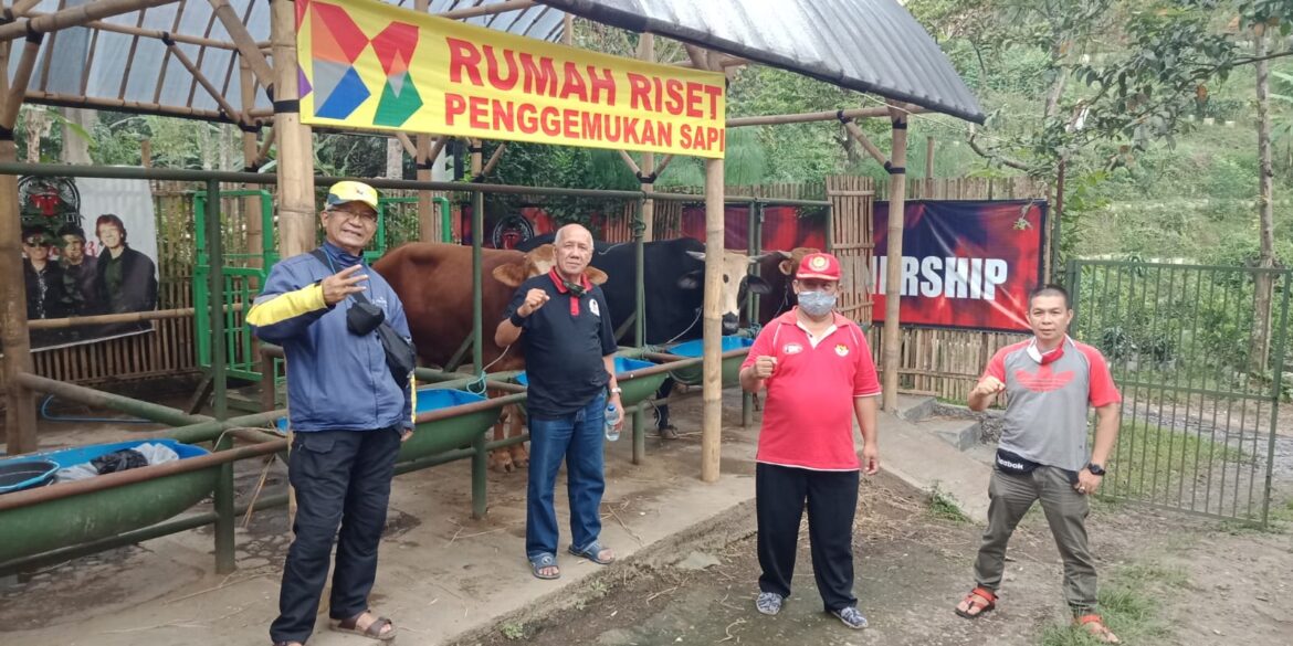 Rumah Riset Jabar Juara, Penggemukan Sapi Cara Unggul